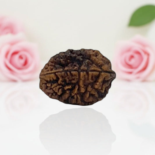 Natural 2 Mukhi Rudraksha  A Premium Quality