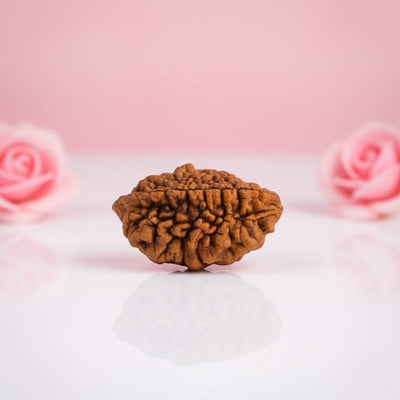 Natural 2 Mukhi Rudraksha  AAA Premium Quality