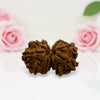 Gauri Shankar Rudraksha
