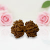 Gauri Shankar Rudraksha