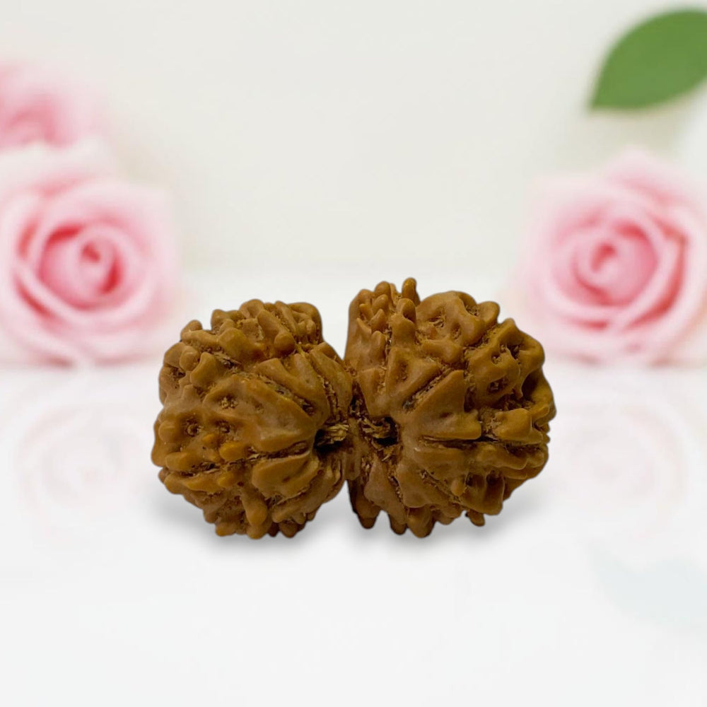 Gauri Shankar Rudraksha
