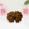 Gauri Shankar Rudraksha