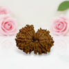 Gauri Shankar Rudraksha