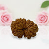Gauri Shankar Rudraksha