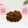 Gauri Shankar Rudraksha