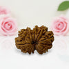 Gauri Shankar Rudraksha