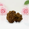 Gauri Ganesh Rudraksha