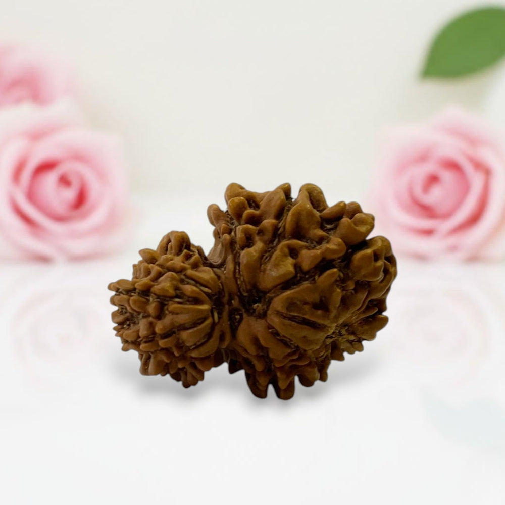 Gauri Ganesh Rudraksha