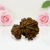 Gauri Ganesh Rudraksha