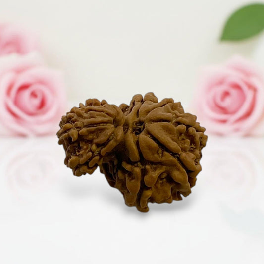 Gauri Ganesh Rudraksha