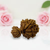 Gauri Ganesh Rudraksha