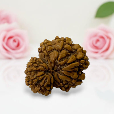 Gauri Ganesh Rudraksha