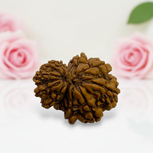 Gauri Ganesh Rudraksha