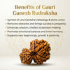 Gauri Ganesh Rudraksha