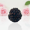Natural 3 Mukhi Rudraksha Beads  A Premium Quality