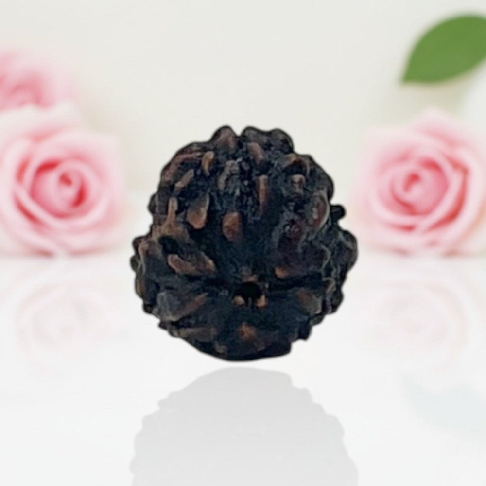 Natural 3 Mukhi Rudraksha Beads  A Premium Quality