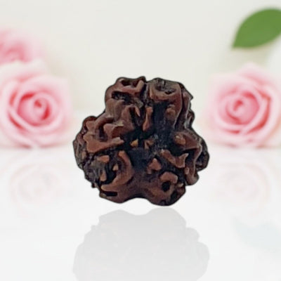 Natural 3 Mukhi Rudraksha Beads  AA Premium Quality