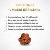 Natural 3 Mukhi Rudraksha Beads  AAA Premium Quality