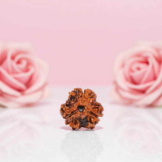 Natural 3 Mukhi Rudraksha Beads  AAA Premium Quality