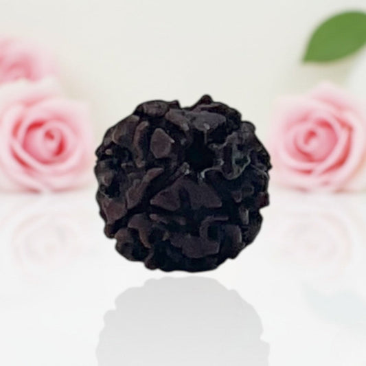 Natural 4 Mukhi Rudraksha Beads  A Premium Quality