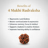 Natural 4 Mukhi Rudraksha Beads  A Premium Quality