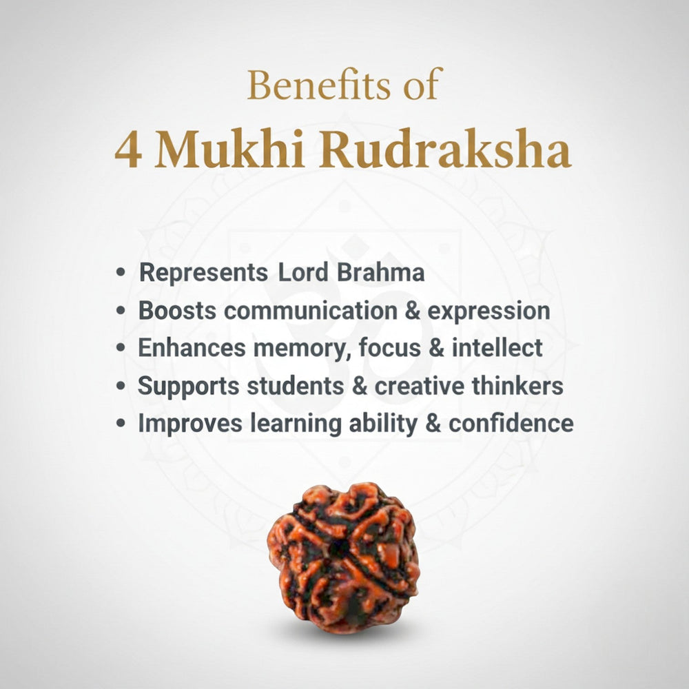 Natural 4 Mukhi Rudraksha Beads  A Premium Quality