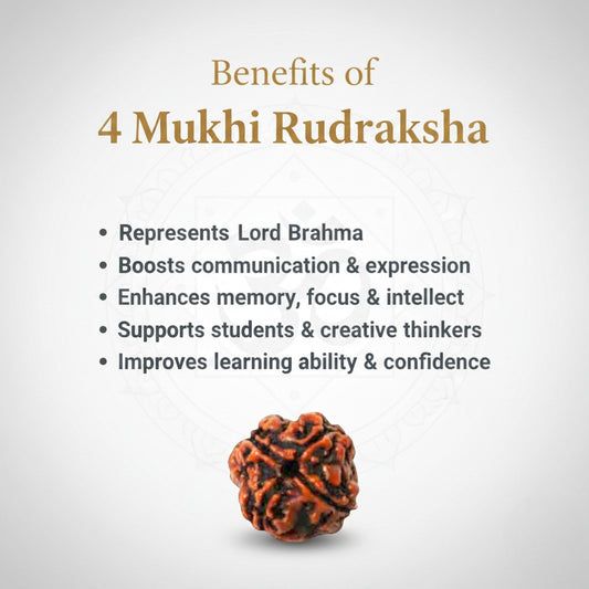 Natural 4 Mukhi Rudraksha Beads  A Premium Quality