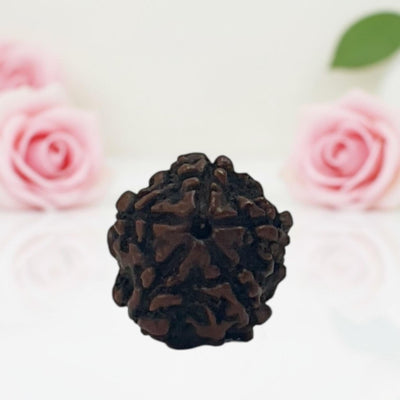 Natural 5 Mukhi Rudraksha Beads  A Premium Quality