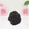 Natural 5 Mukhi Rudraksha Beads  A Premium Quality