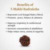 Natural 5 Mukhi Rudraksha Beads  A Premium Quality