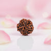 Natural 5 Mukhi Rudraksha Beads  AAA Premium Quality