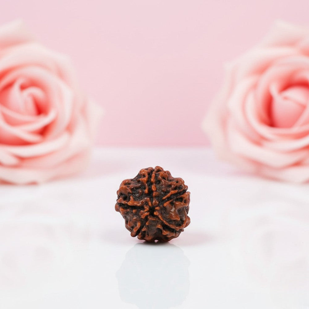 Natural 5 Mukhi Rudraksha Beads  AAA Premium Quality