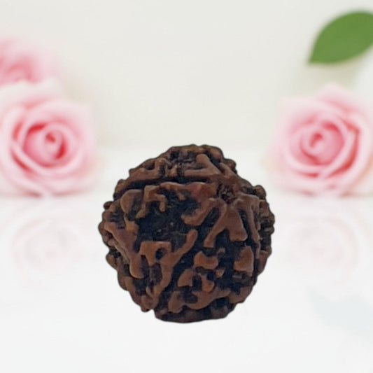 Natural 5 Mukhi Rudraksha Beads  AA Premium Quality