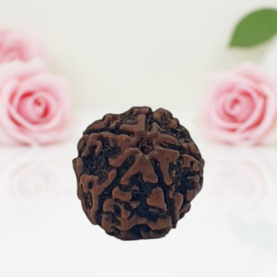 Natural 5 Mukhi Rudraksha Beads  AA Premium Quality