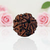 Natural 6 Mukhi Rudraksha Beads  AA Premium Quality