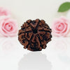 Natural 6 Mukhi Rudraksha Beads  AA Premium Quality