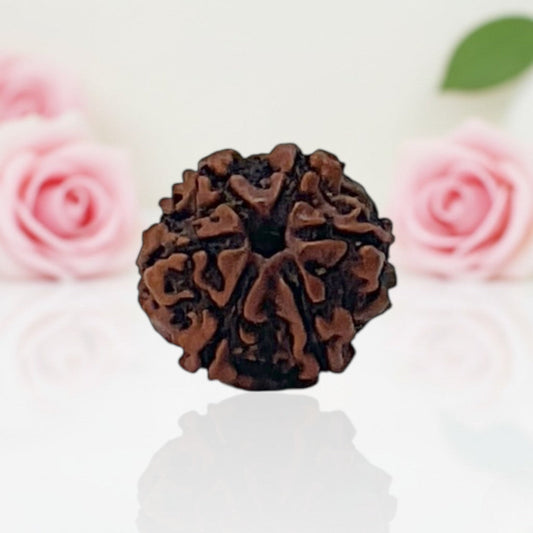 Natural 6 Mukhi Rudraksha Beads  AA Premium Quality