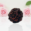 Natural 6 Mukhi Rudraksha Beads  A Premium Quality