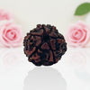 Natural 6 Mukhi Rudraksha Beads  A Premium Quality