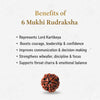 Natural 6 Mukhi Rudraksha Beads  AAA Premium Quality