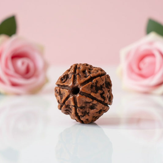 Natural 6 Mukhi Rudraksha Beads  AAA Premium Quality