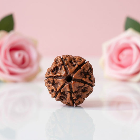 Natural 6 Mukhi Rudraksha Beads  AAA Premium Quality