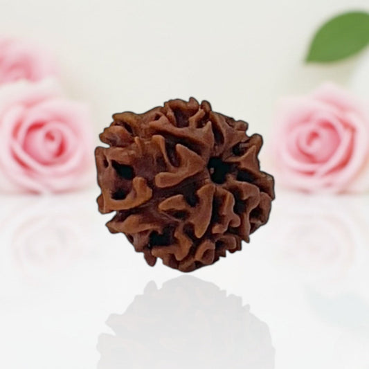 Natural 7 Mukhi Rudraksha Beads  AA Premium Quality