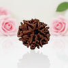 Natural 7 Mukhi Rudraksha Beads  AA Premium Quality