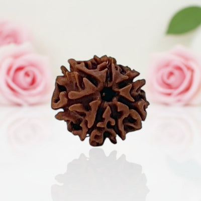 Natural 7 Mukhi Rudraksha Beads  AA Premium Quality