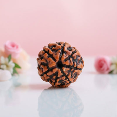 Natural 7 Mukhi Rudraksha Beads  AAA Premium Quality