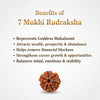 Natural 7 Mukhi Rudraksha Beads  AAA Premium Quality