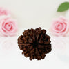 Natural 8 Mukhi Rudraksha Beads  A Premium Quality