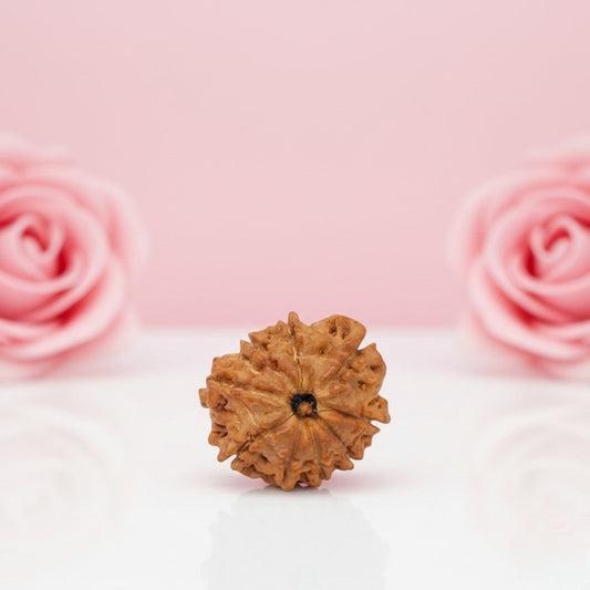 Natural 9 Mukhi Rudraksha Beads  A Premium Quality