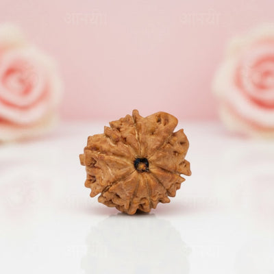 Natural 9 Mukhi Rudraksha Beads  AA Premium Quality